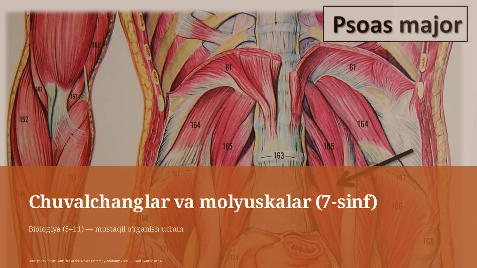 Chuvalchanglar va molyuskalar (7-sinf)