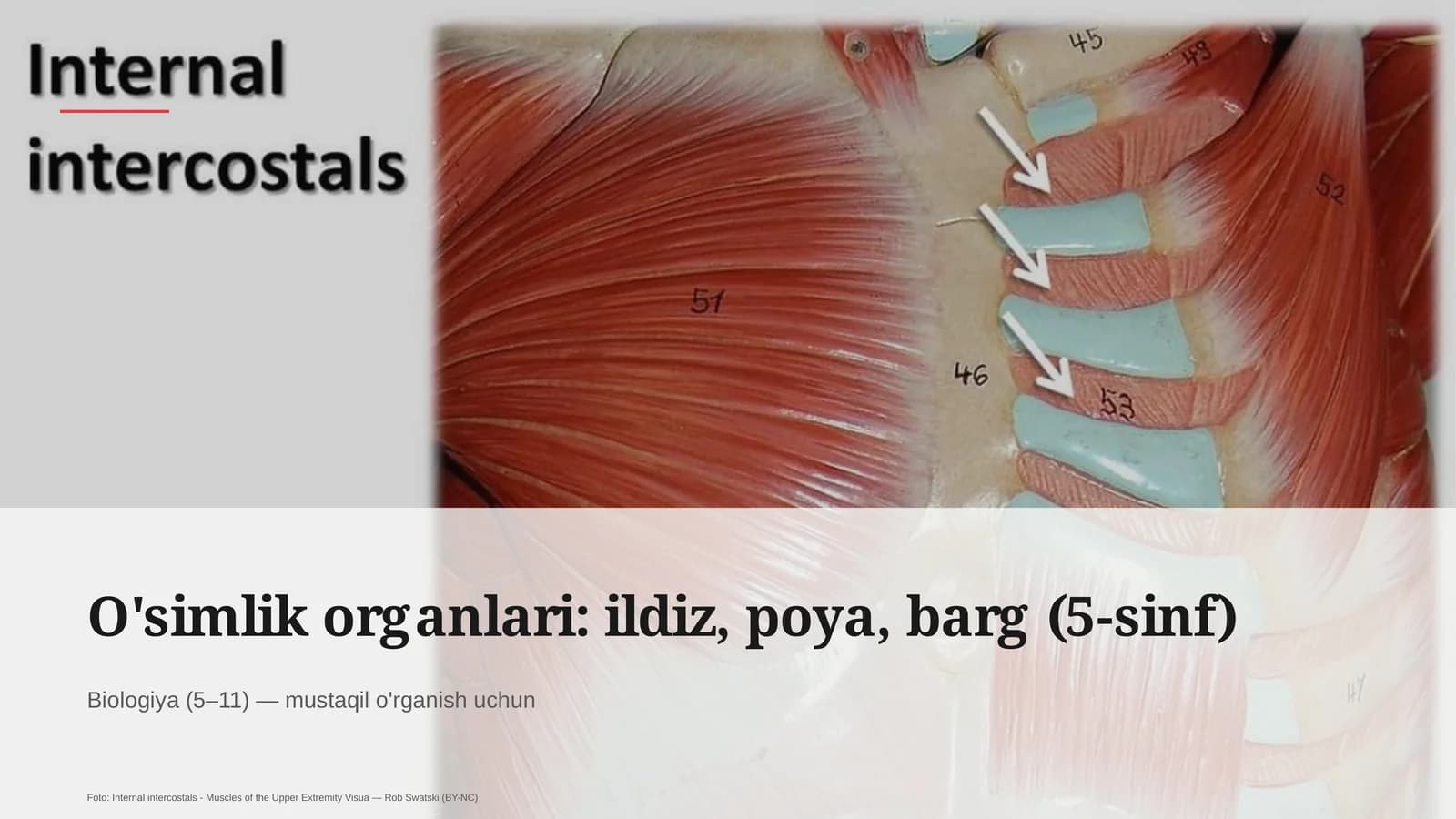 O'simlik organlari: ildiz, poya, barg (5-sinf)