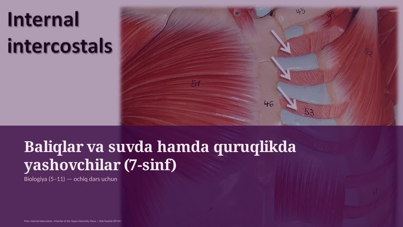 Baliqlar va suvda hamda quruqlikda yashovchilar (7-sinf)