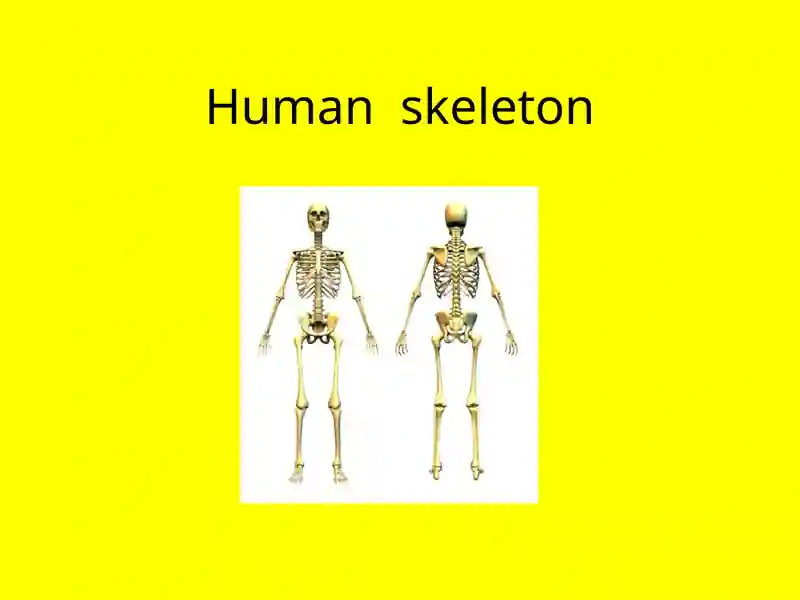 Humanskeleton