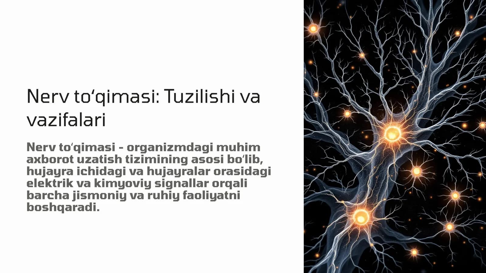 Nerv to'qimasi