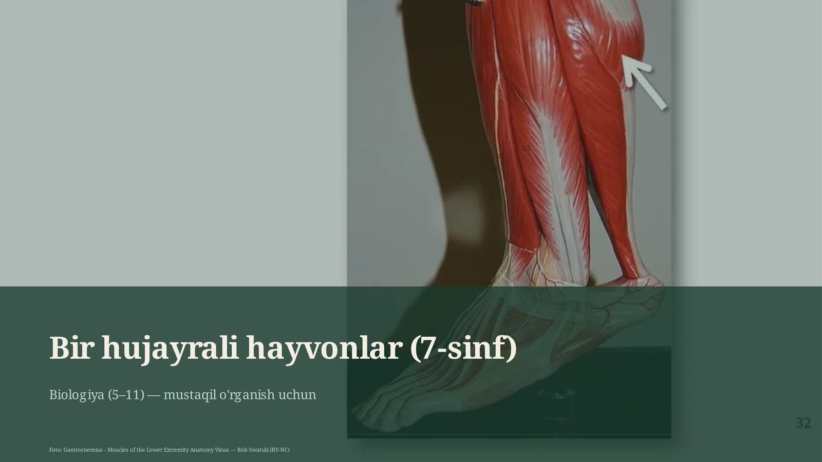 Bir hujayrali hayvonlar (7-sinf)