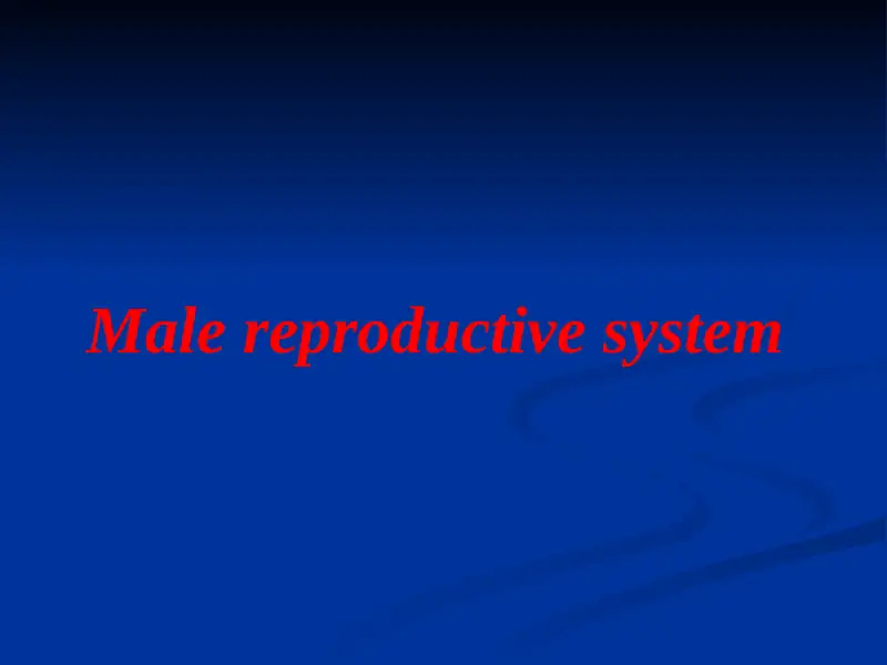 Male reproductive system