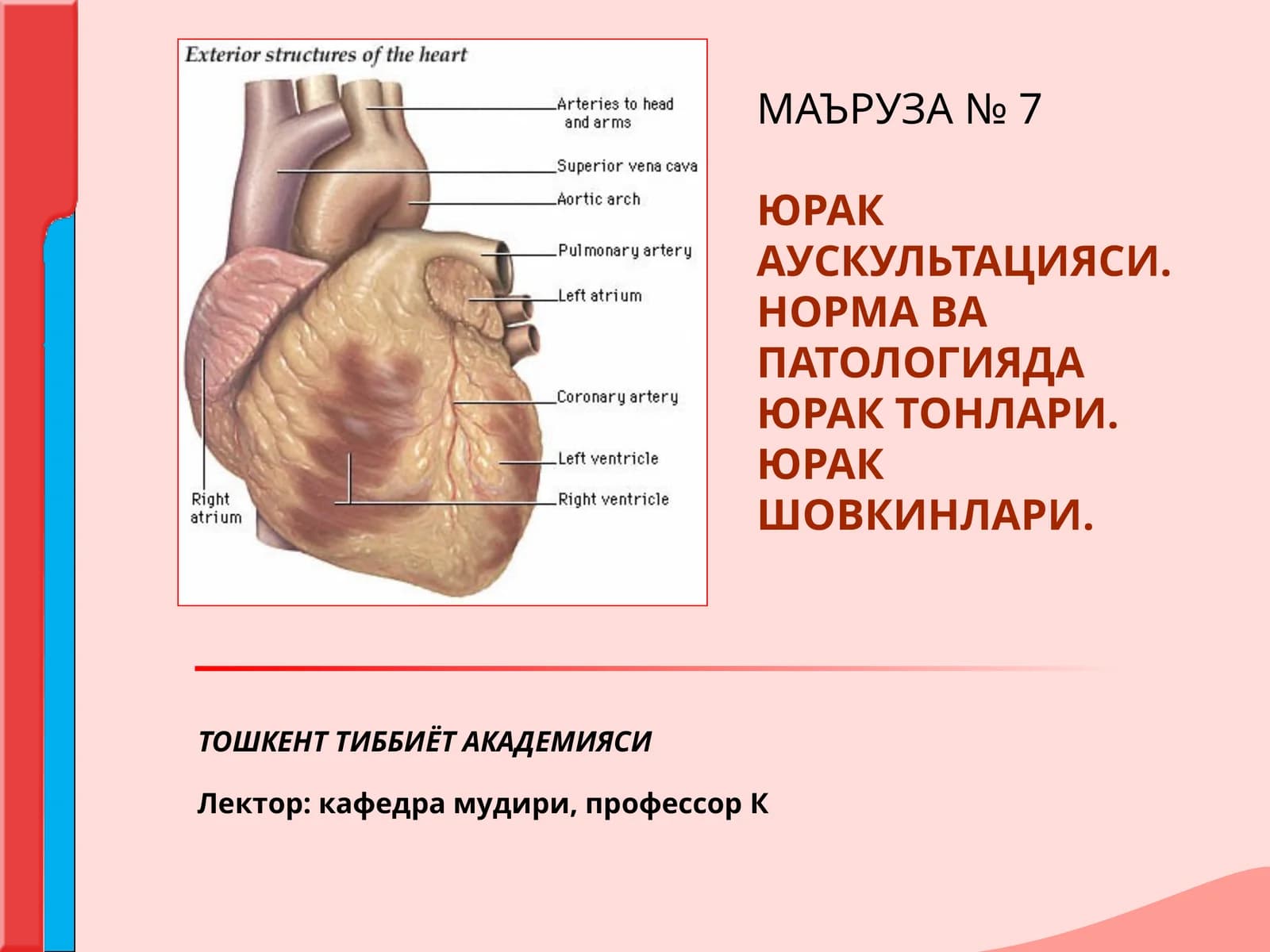 МАЪРУЗА №7 ЮРАК АУСКУЛЬТАЦИЯСИ. НОРМА ВА ПАТОЛОГИЯДА ЮРАК ТОНЛАРИ. ЮРАК ШОВКИНЛАРИ