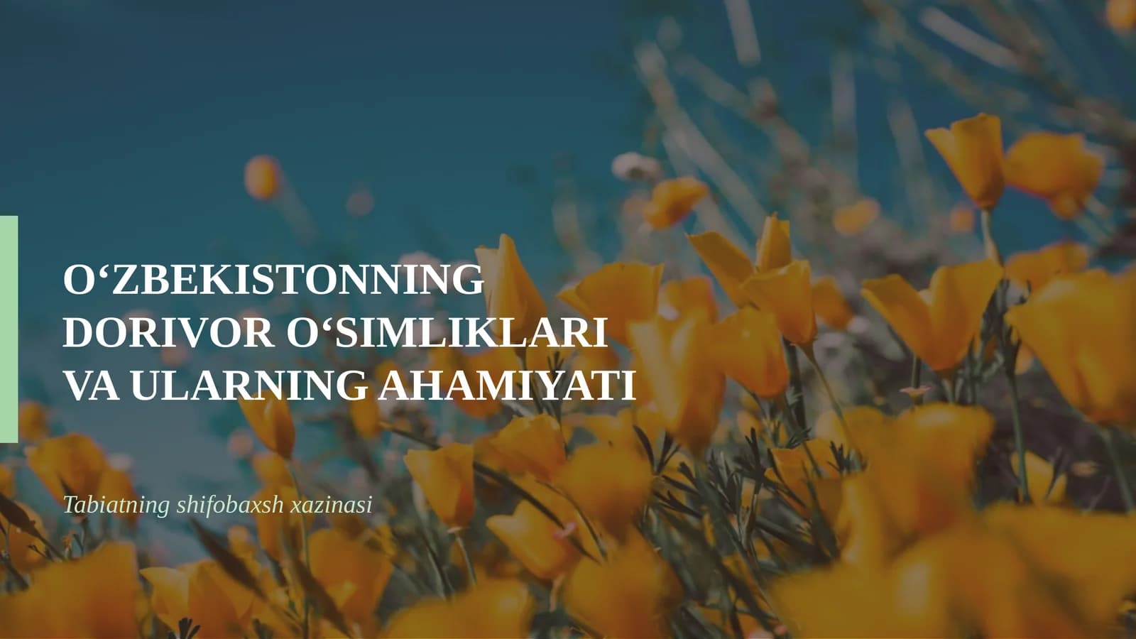 Dorivor o‘simliklar va ularning ahamiyati