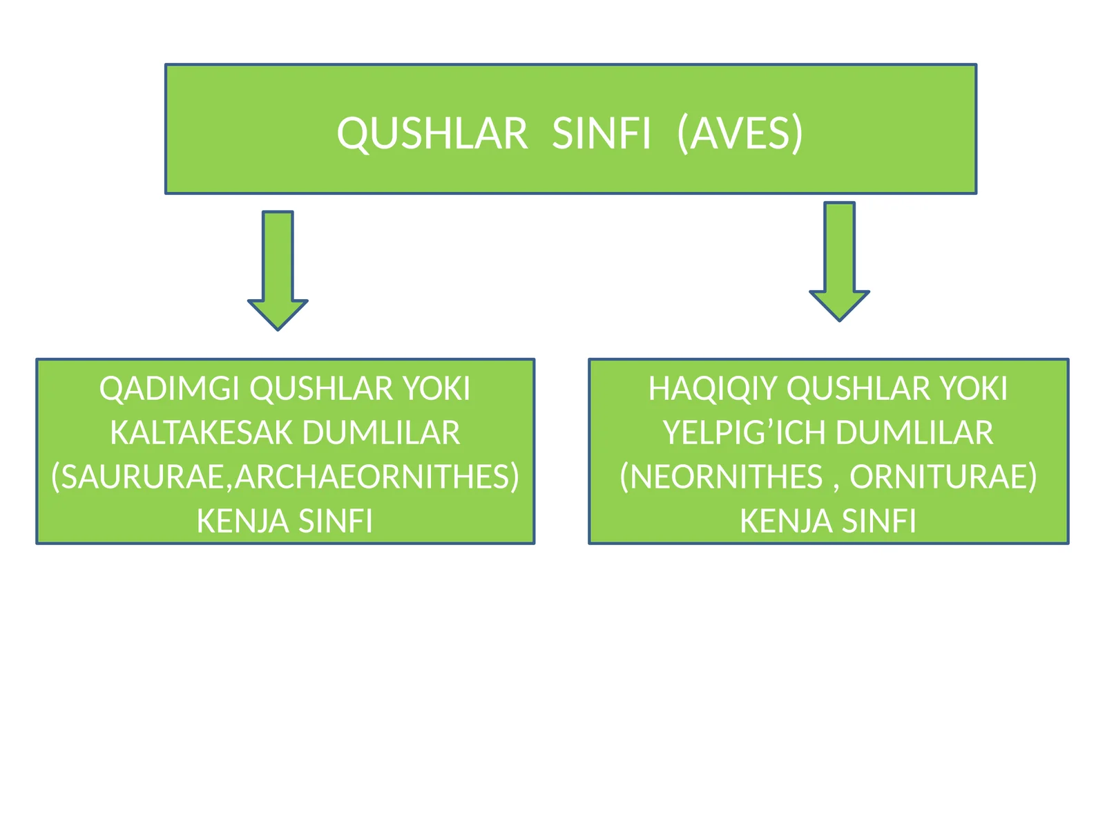 QUSHLAR SINFI (AVES)