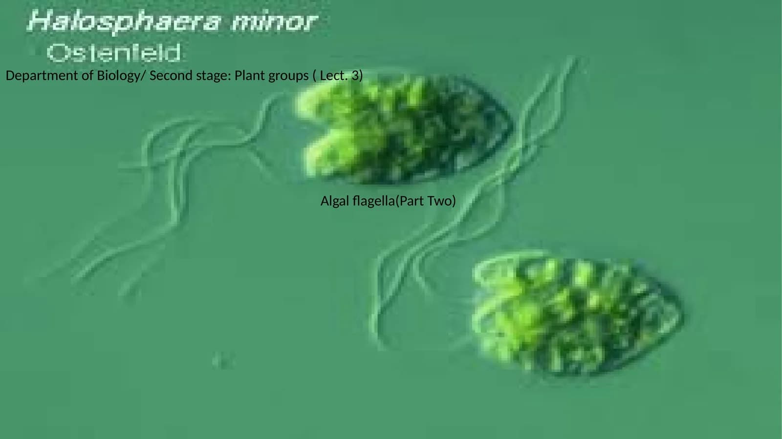 Reproduction in Algae