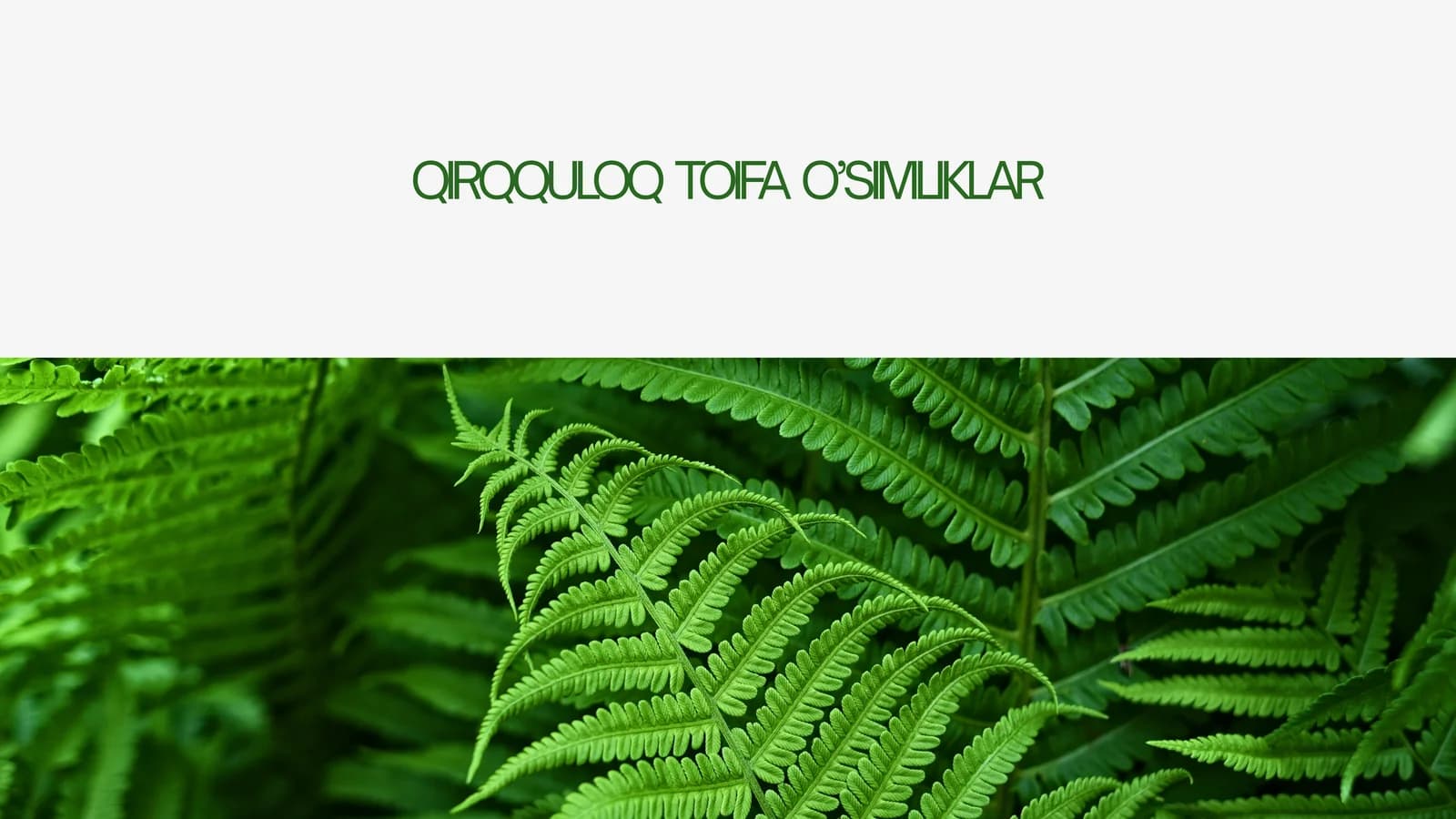 QIRQQULOQ TOIFA O’SIMLIKLAR