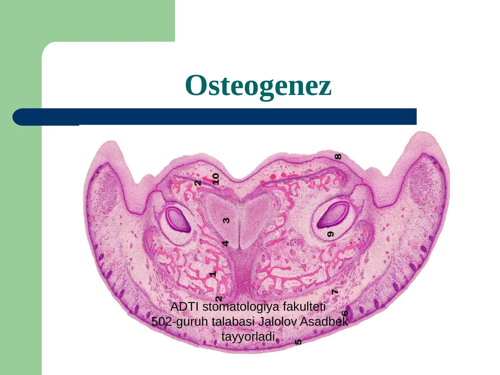 Osteogenez