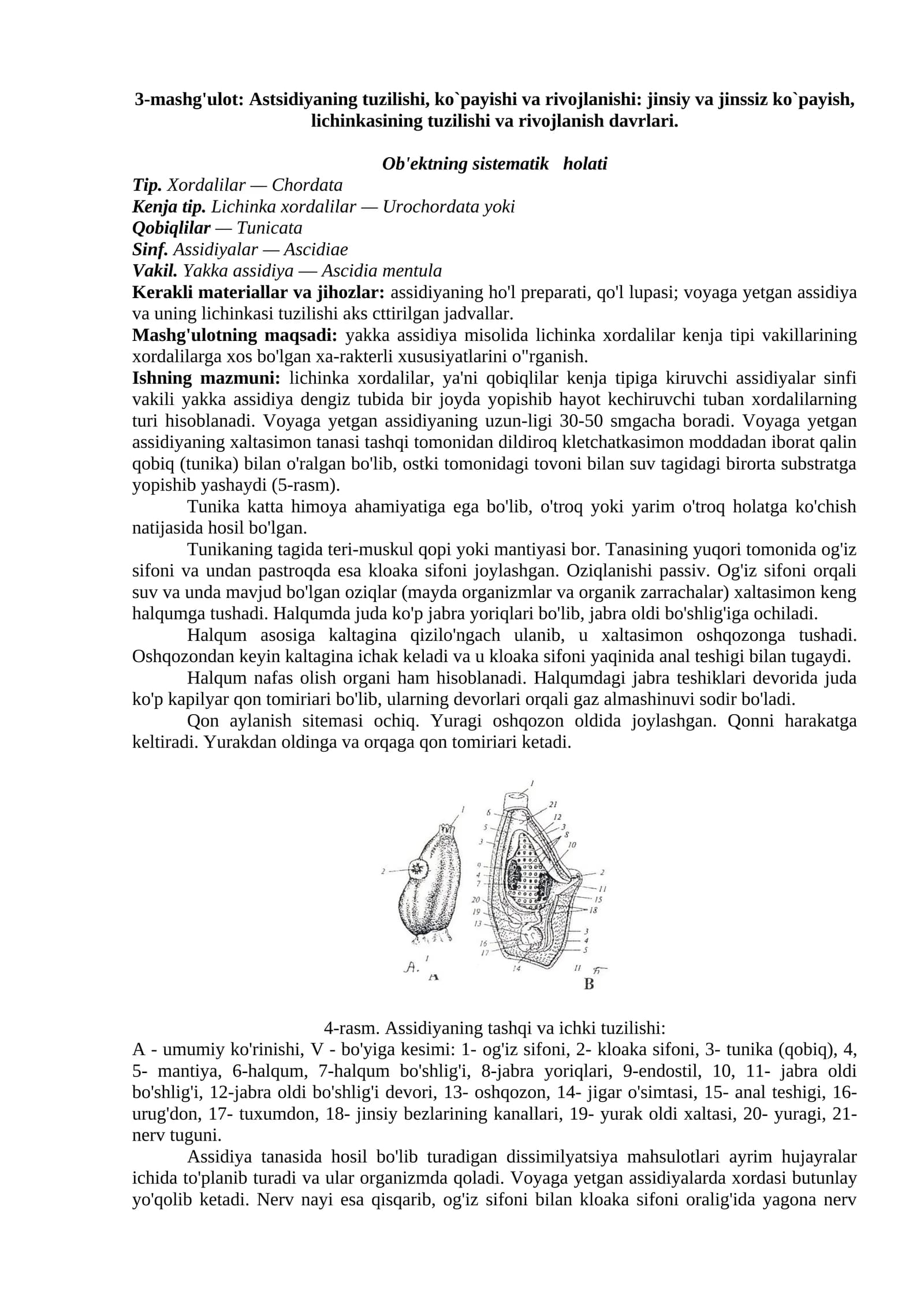 Astsidiyaning tuzilishi, ko`payishi va rivojlanishi