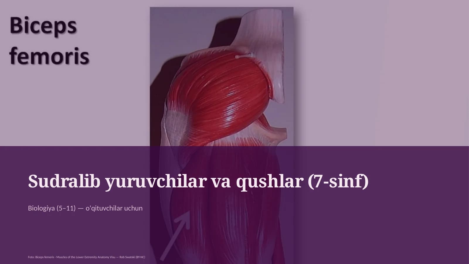 Sudralib yuruvchilar va qushlar (7-sinf)
