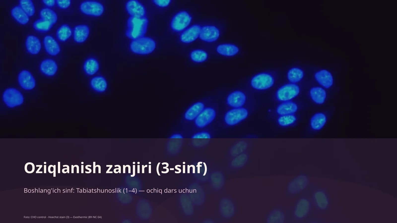 Oziqlanish zanjiri (3-sinf)