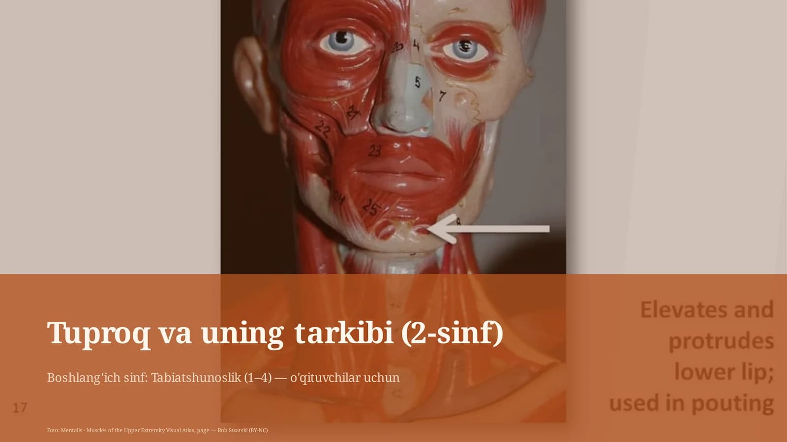 Tuproq va uning tarkibi (2-sinf)