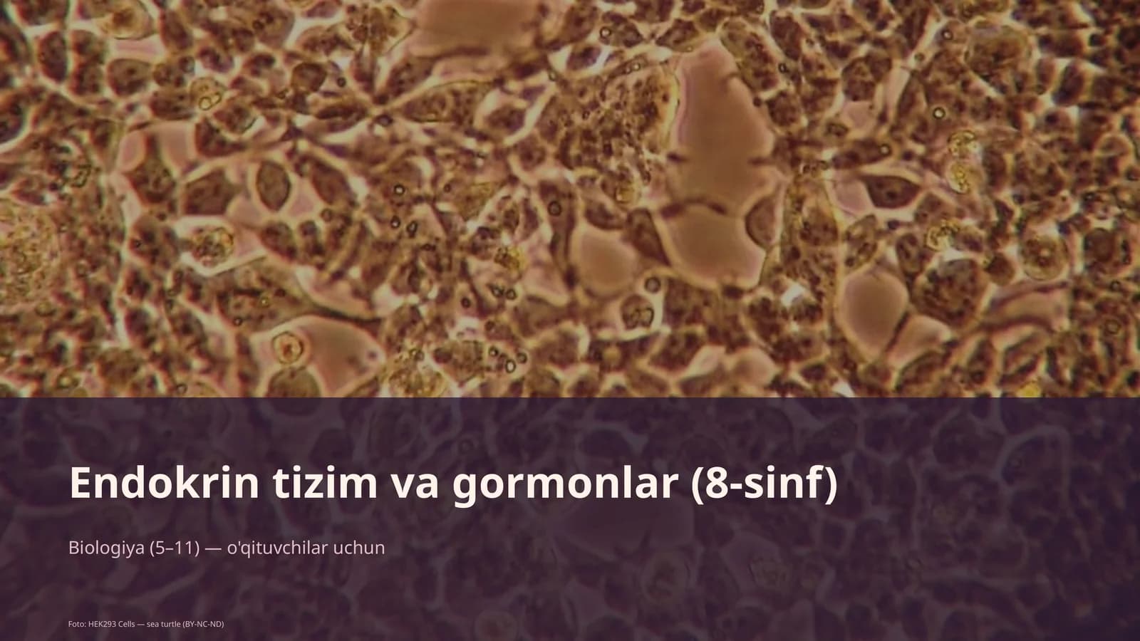 Endokrin tizim va gormonlar (8-sinf)