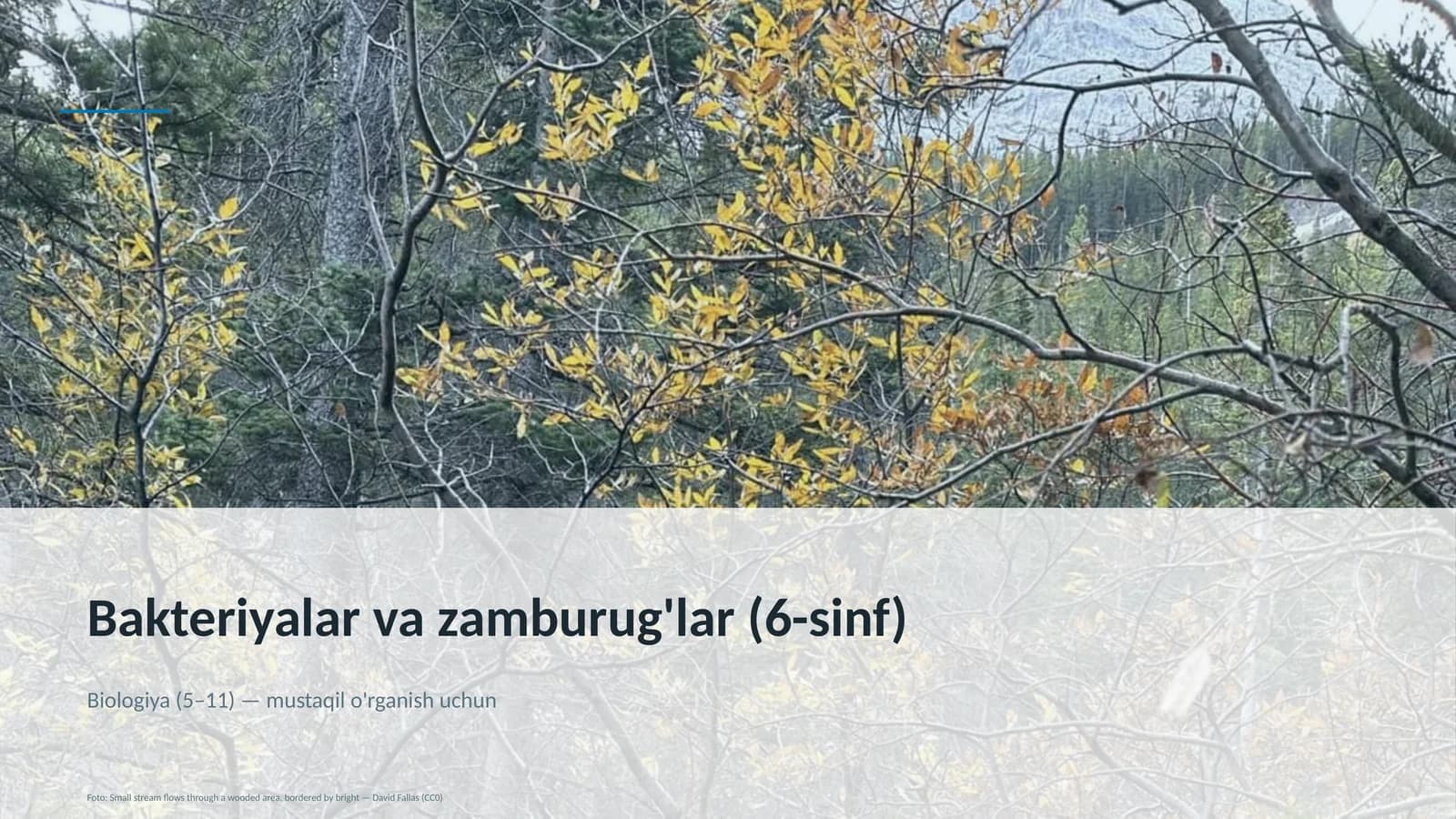 Bakteriyalar va zamburug'lar (6-sinf)