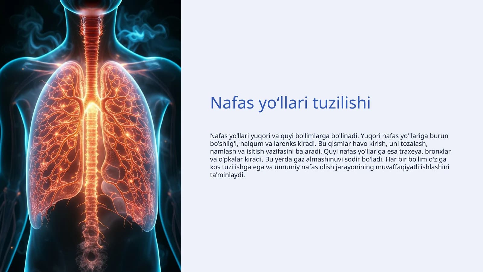 Nafas yoʻllari tuzilishi