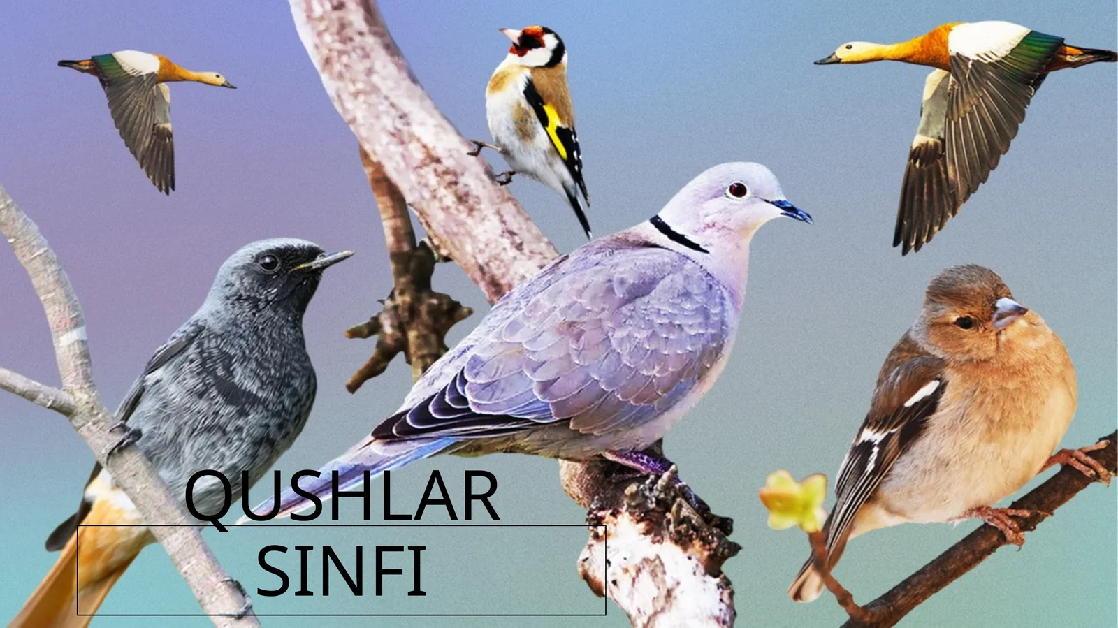 QUSHLAR SINFI