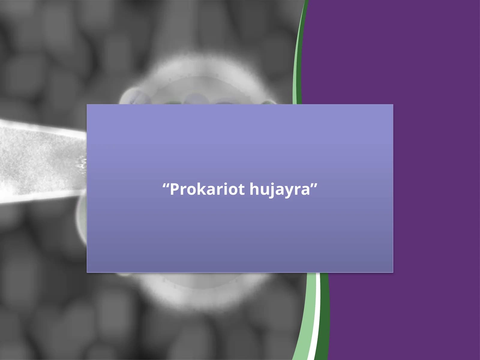 Prokariothujayra