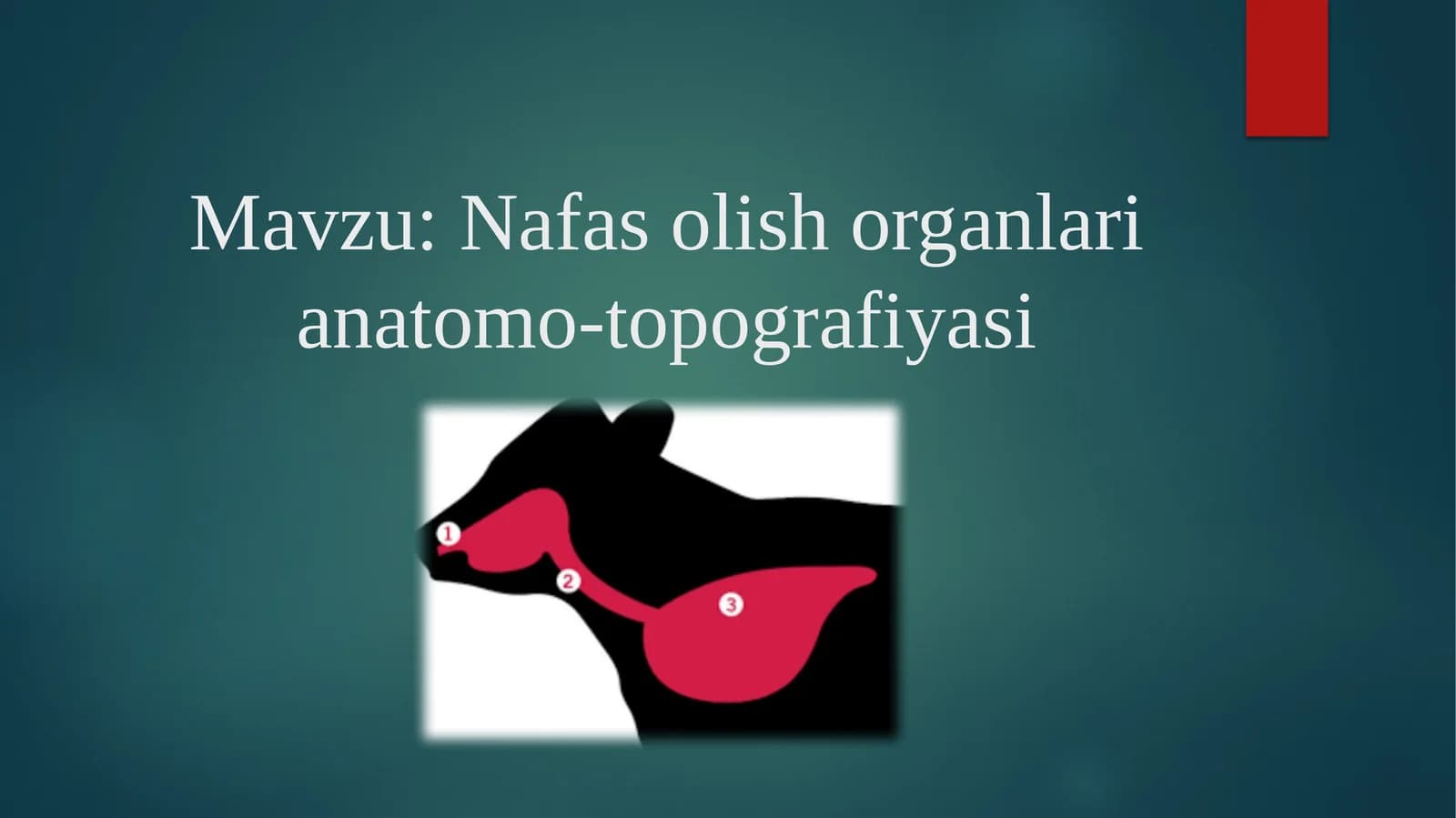 Nafas olish organlari anatomo-topografiyasi