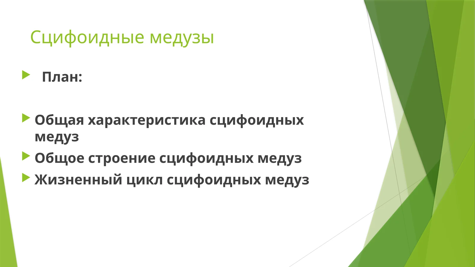 Сцифоидные медузы