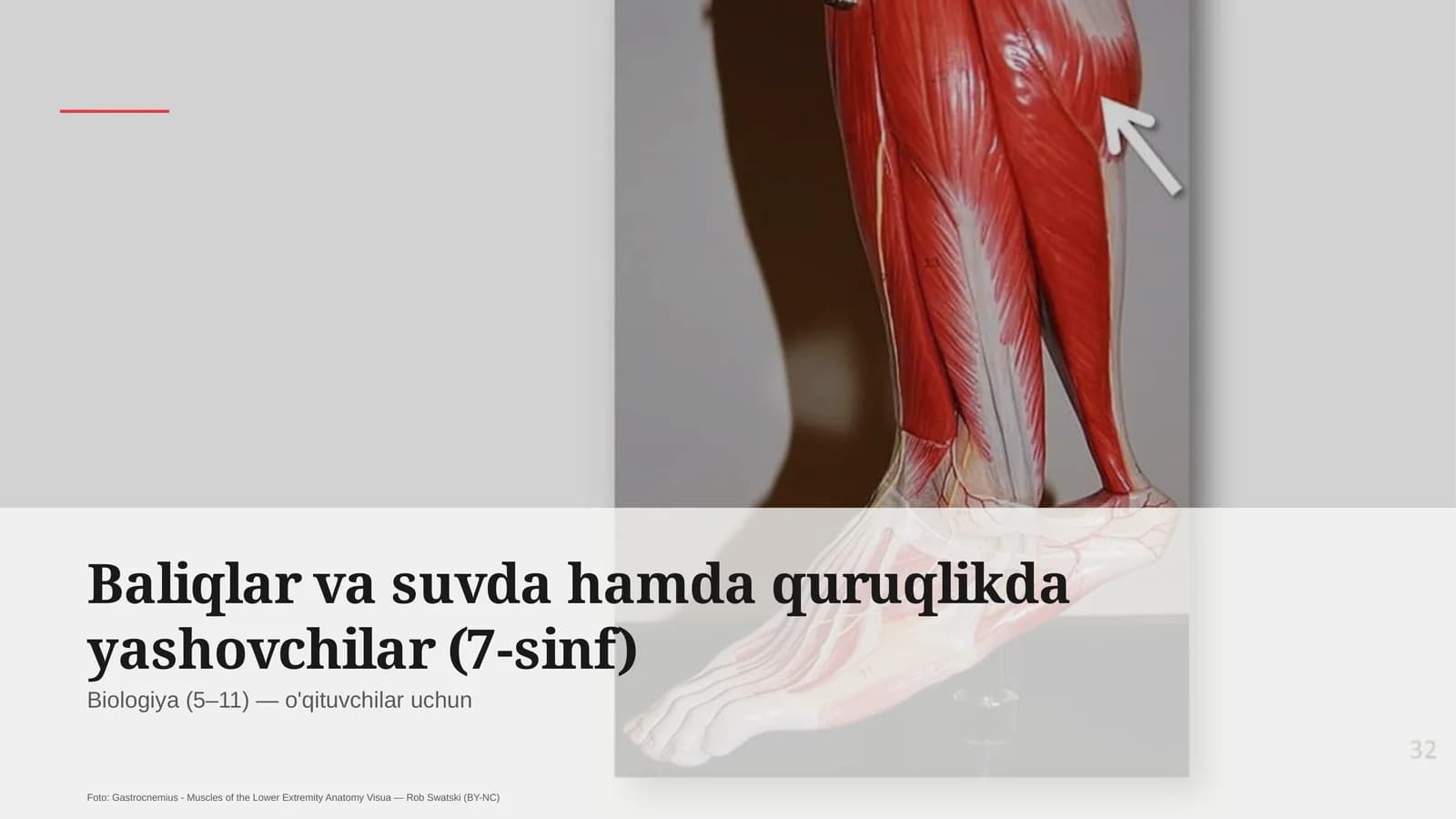 Baliqlar va suvda hamda quruqlikda yashovchilar (7-sinf)