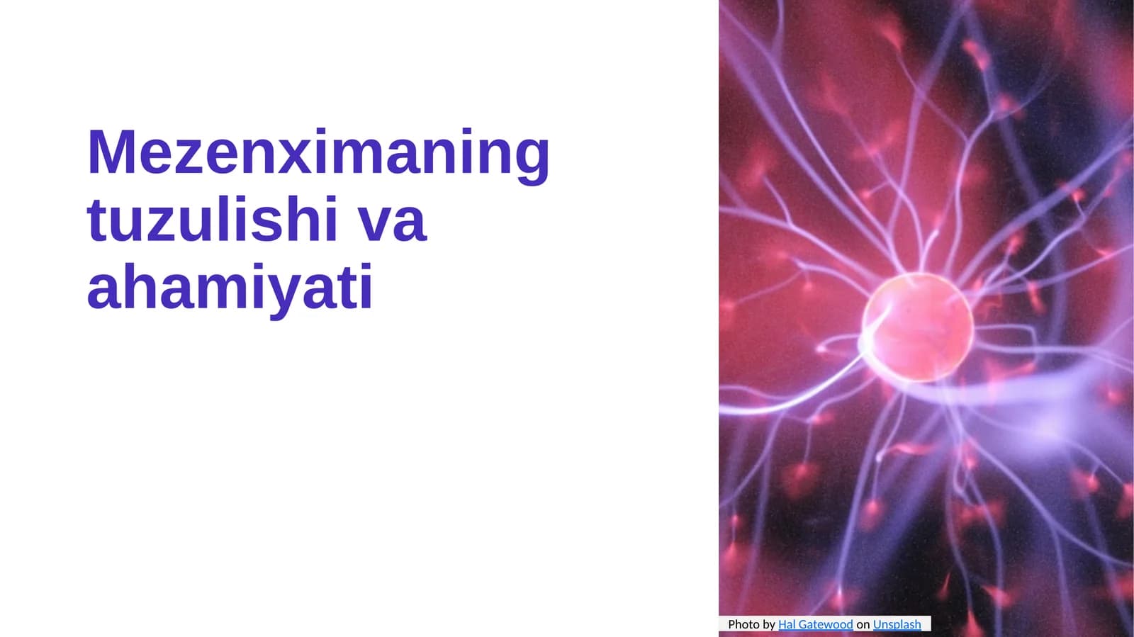 Mezenximaning tuzulishi va ahamiyati