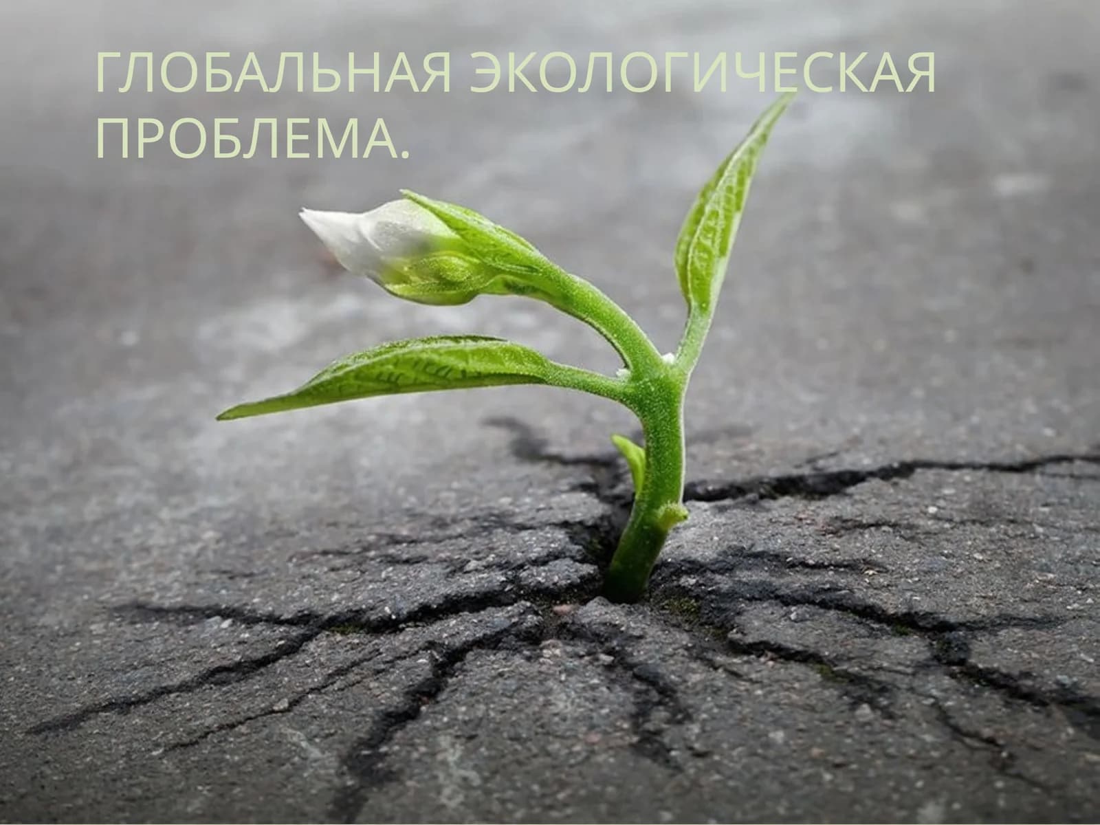 Глобальная экологическая проблема.