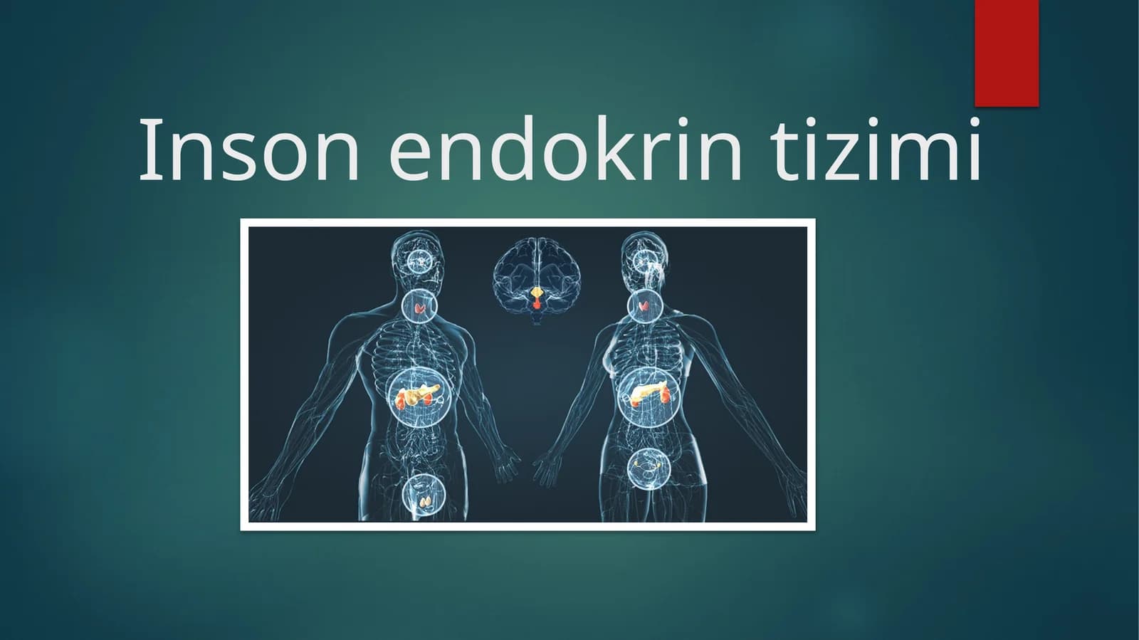 Inson endokrin tizimi