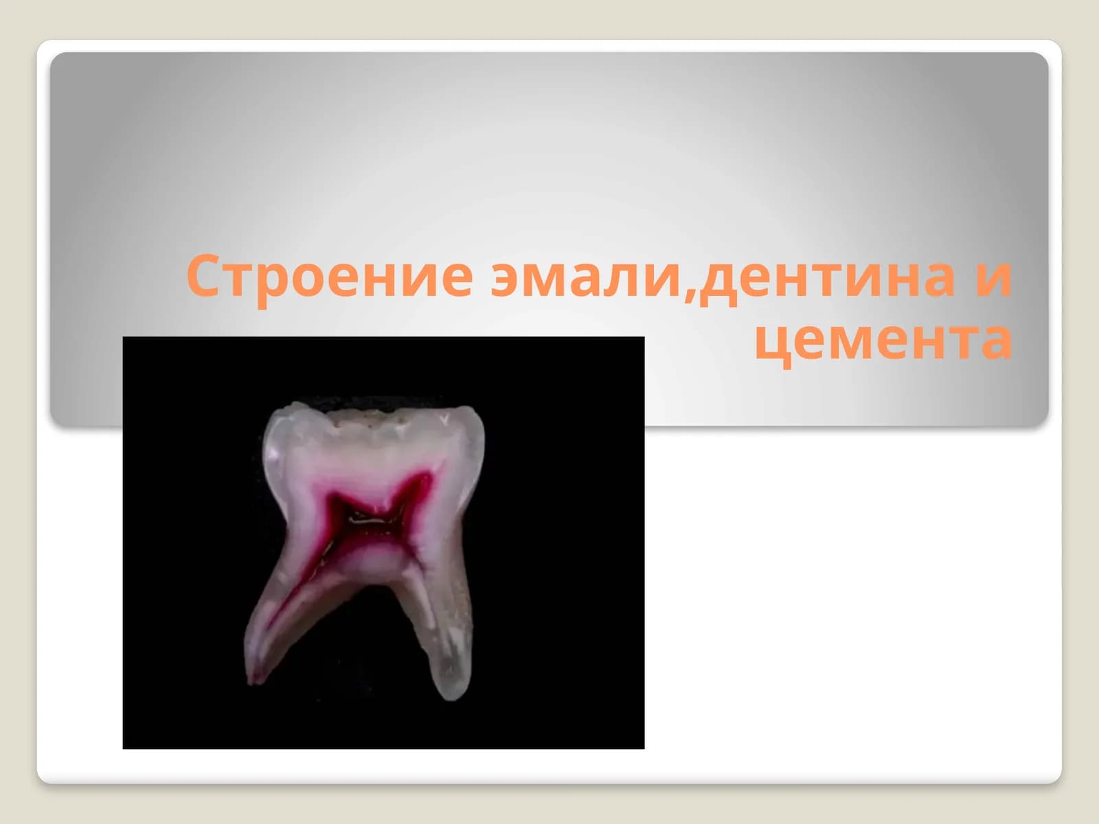 Эмаль зуба