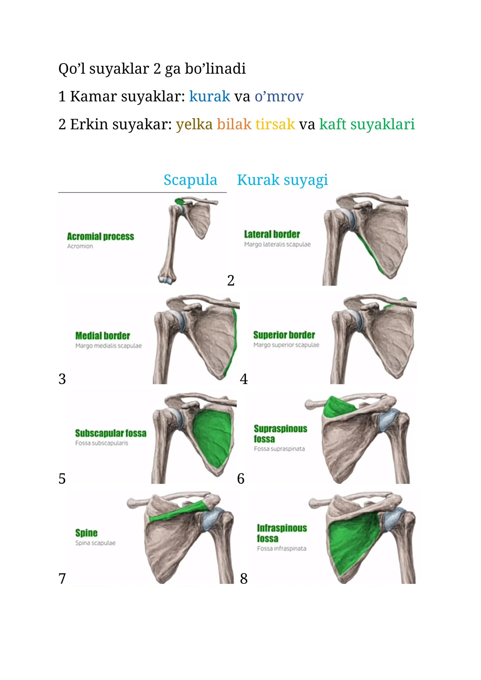 Qo’l suyaklar 2 ga bo’linadi