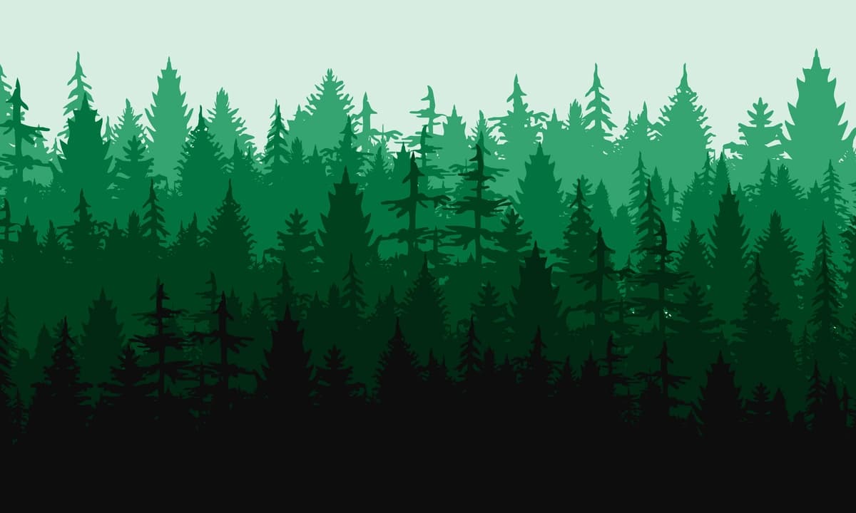 Qarag'ay o'rmoni tabiiy landshaft silueti foni | Pine forest natural landscape silhouette background