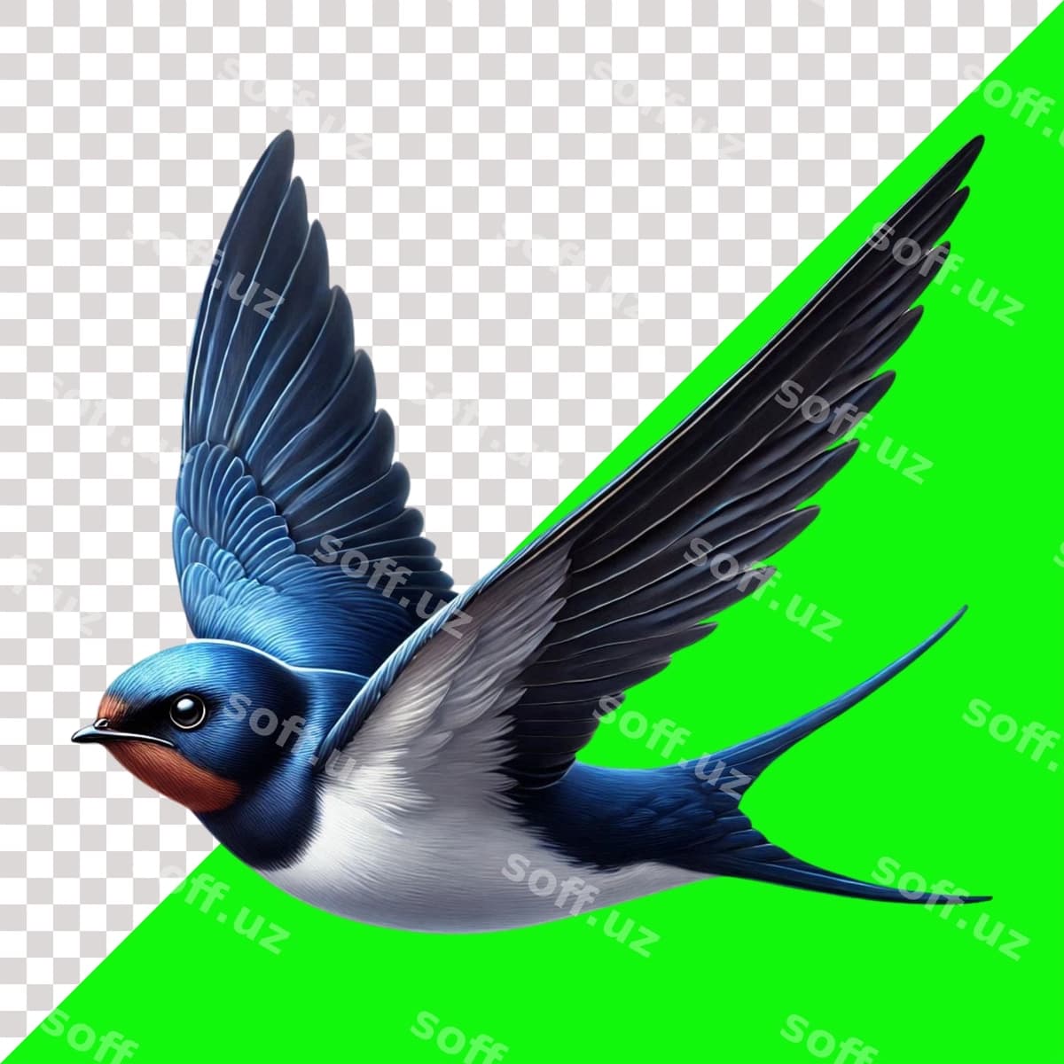 Qora qush parvozi ajralgan | Swallow bird flight isolated