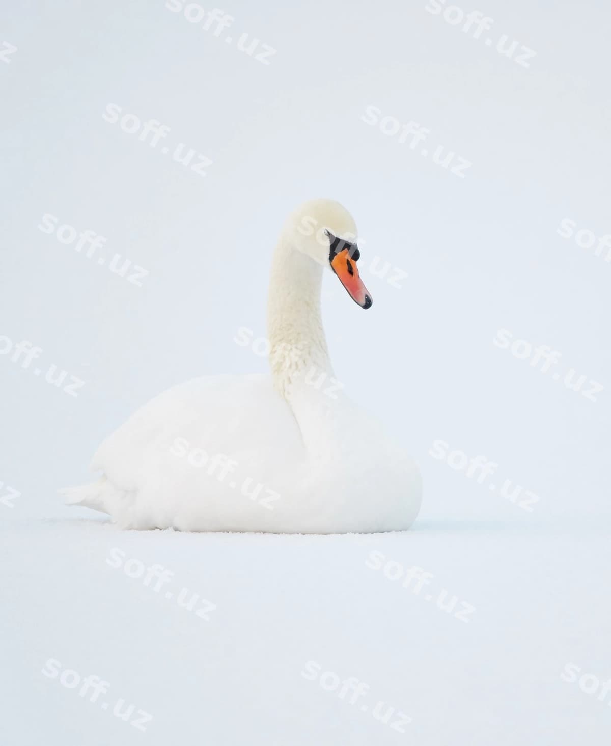 Qaz qor bilan qoplan maydon | Swan snow covered field