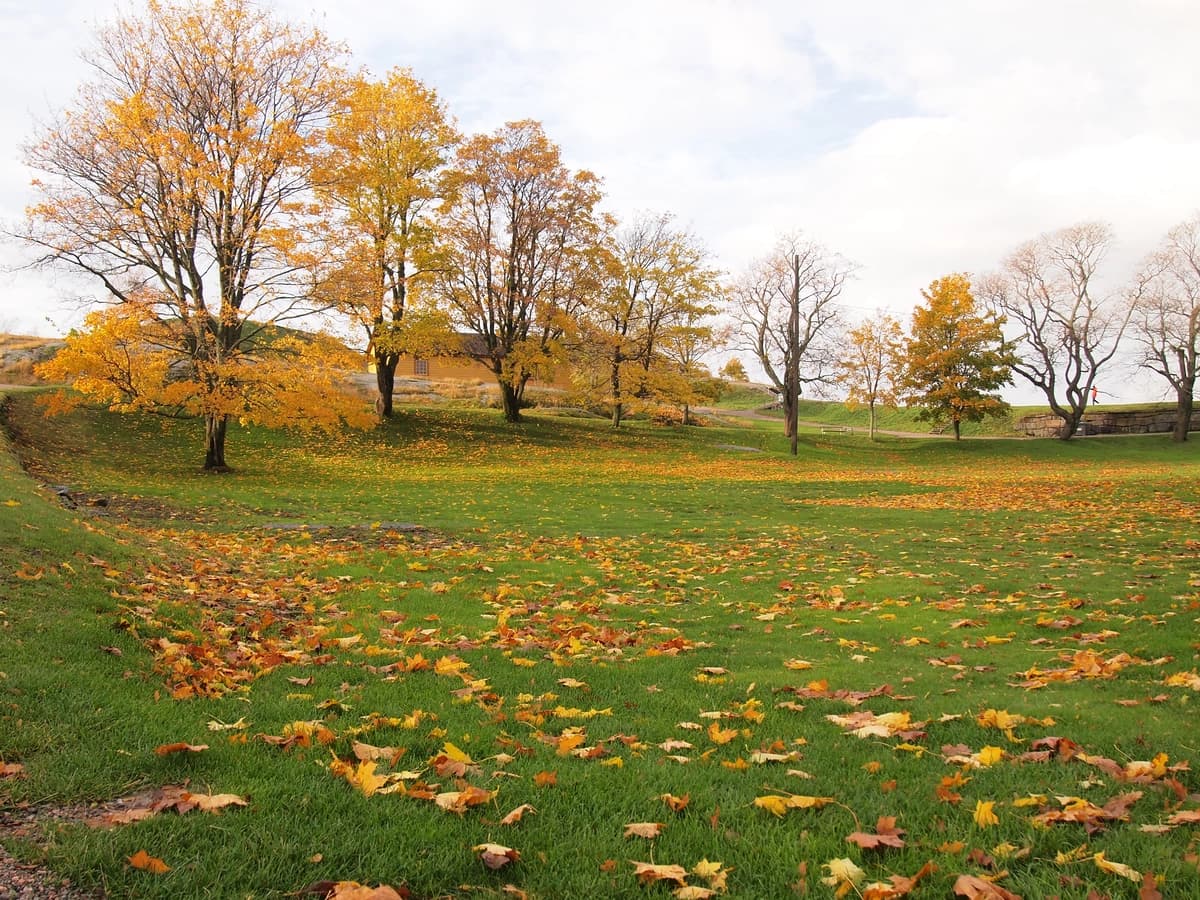 Kuzgi daraxtlar | Trees field autumn