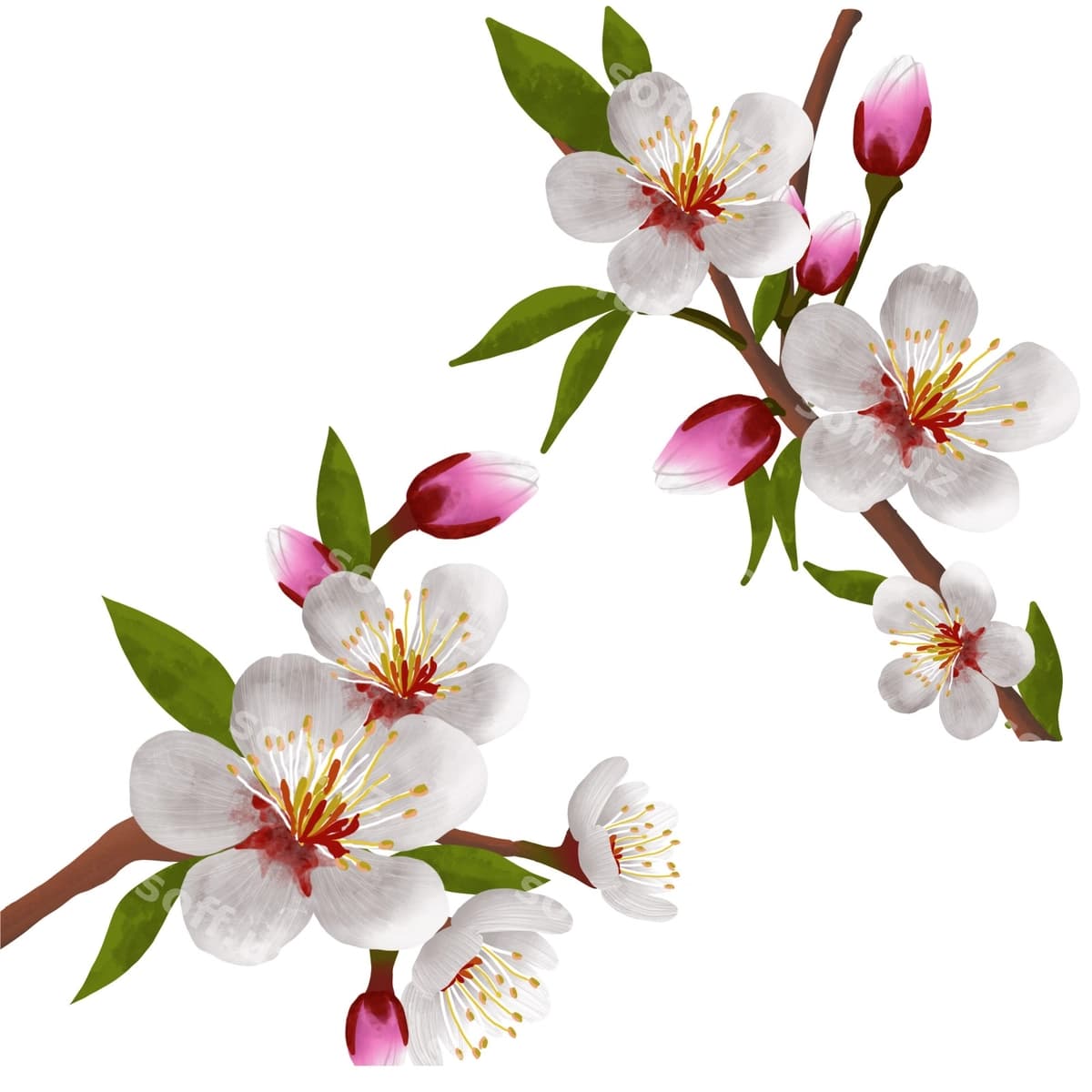 Tung blossom | Tung blossom