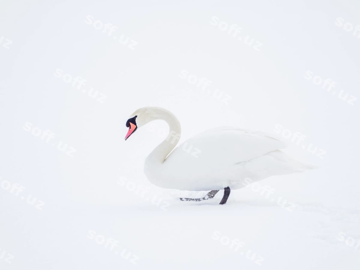 Manzara qizilqush qor | View swan snow
