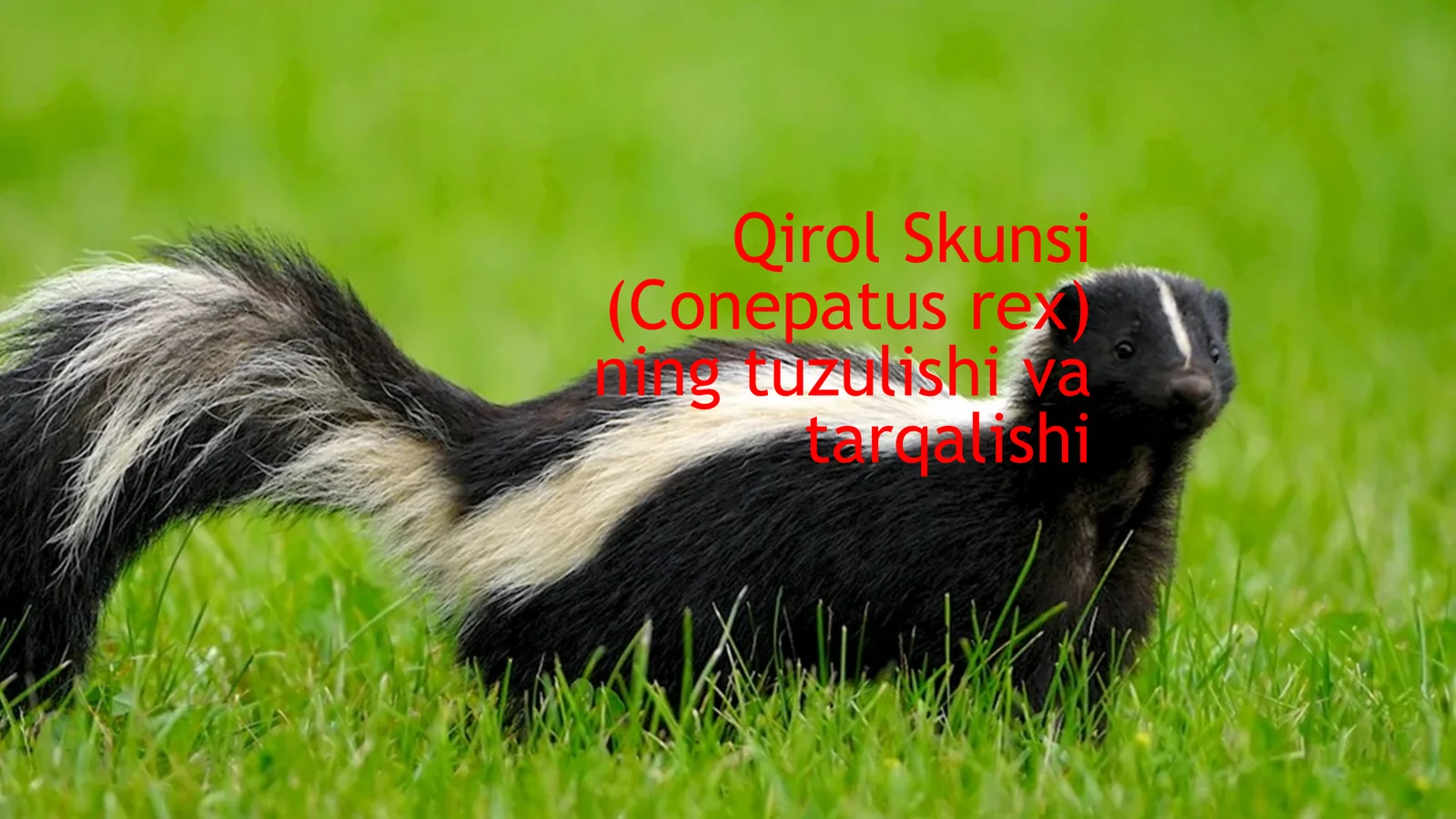 Qirol Skunsi (Conepatus rex) ning tuzulishi va tarqalishi