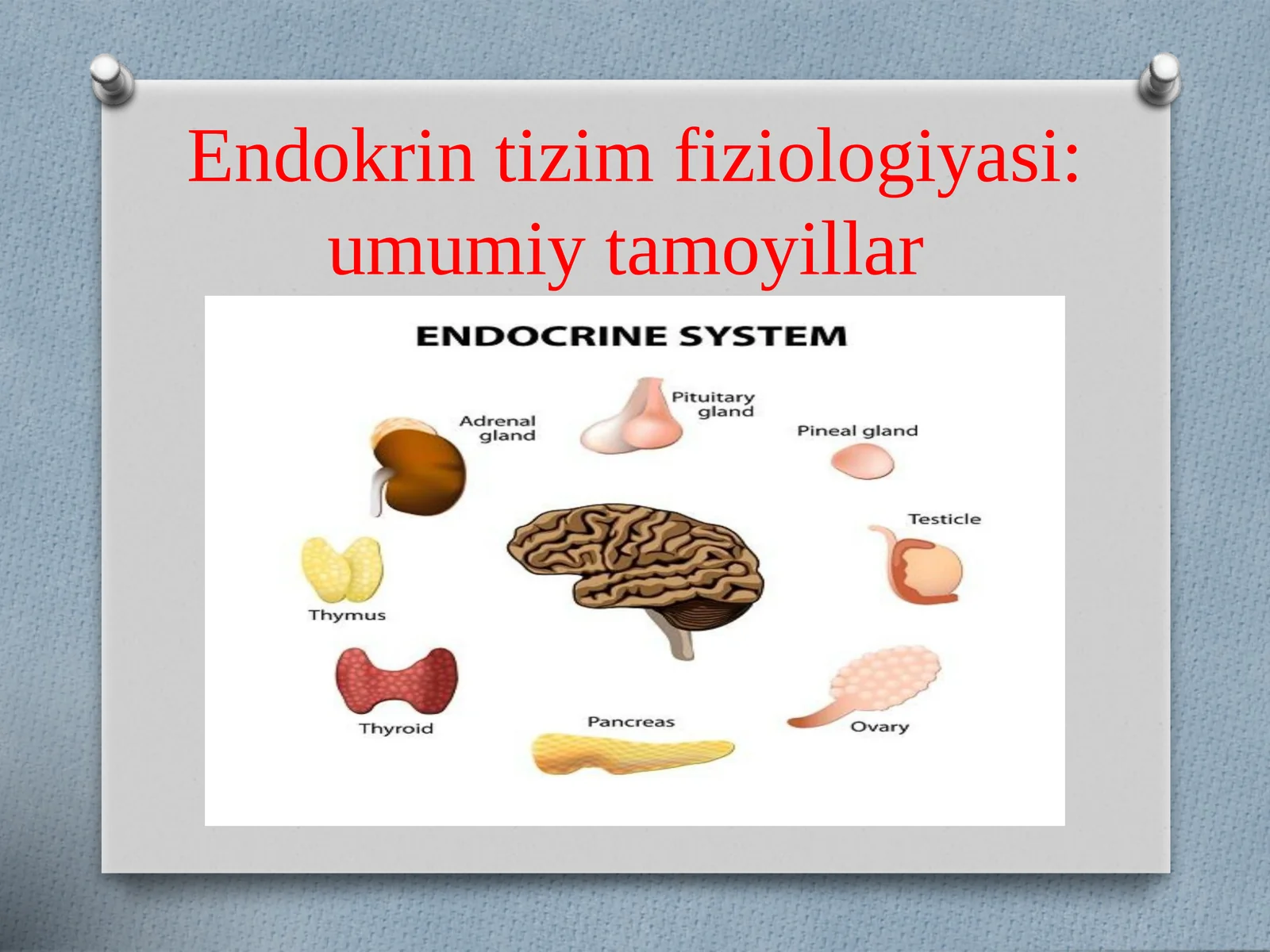 Endokrintizimfiziologiyasi:umumiytamoyillar