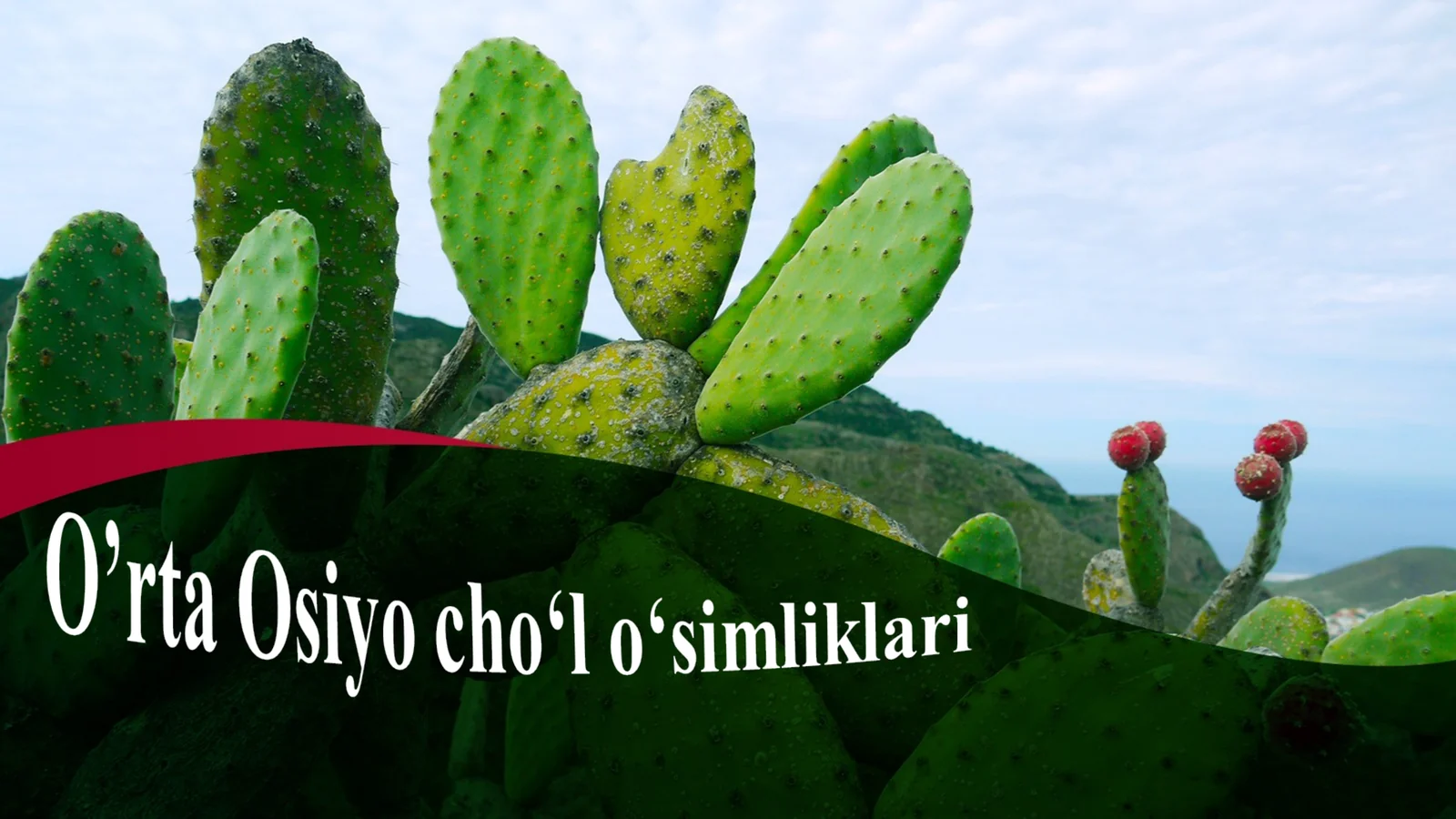 O’rta Osiyo cho‘l o‘simliklari