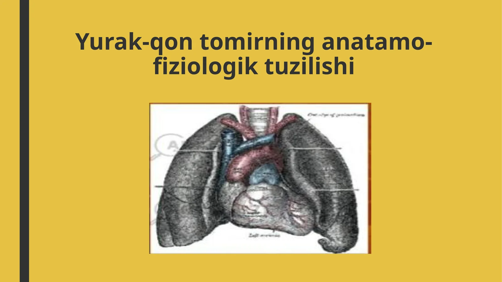 Yurak-qon tomirning anatamo-fiziologik tuzilishi