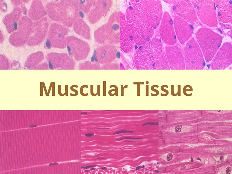 Muscular Tissue