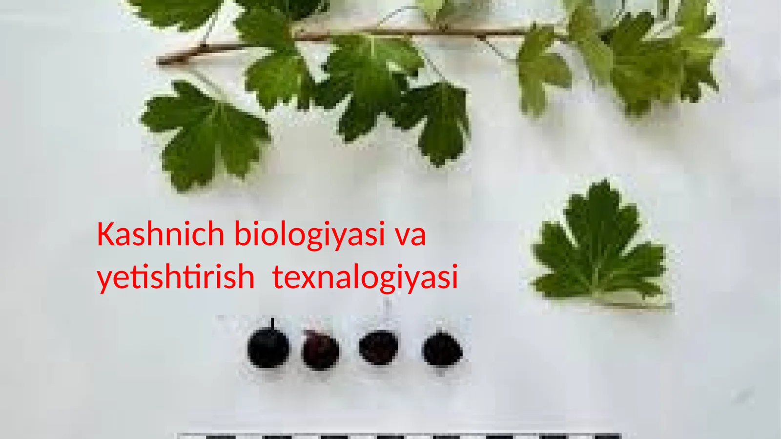 kashnich biologiyasi va yetishtirish texnalogiyasi