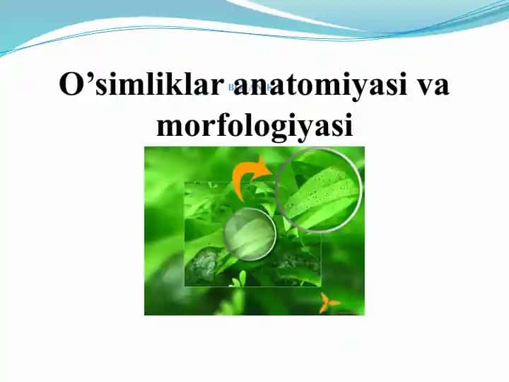 O'simliklar anatomiyasi va morfologiyasi