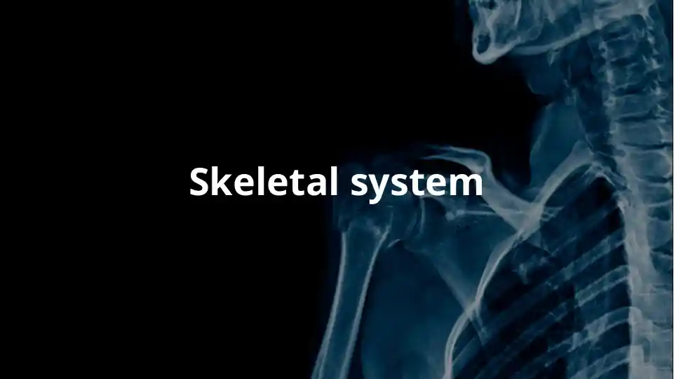 skeletal system