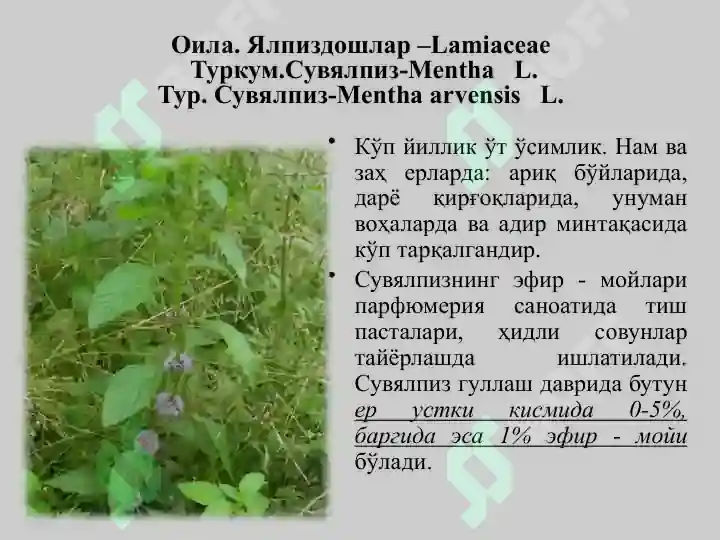 Product slide 5