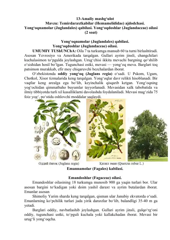 Yong‘oqnamolar (Juglandales) qabilasi