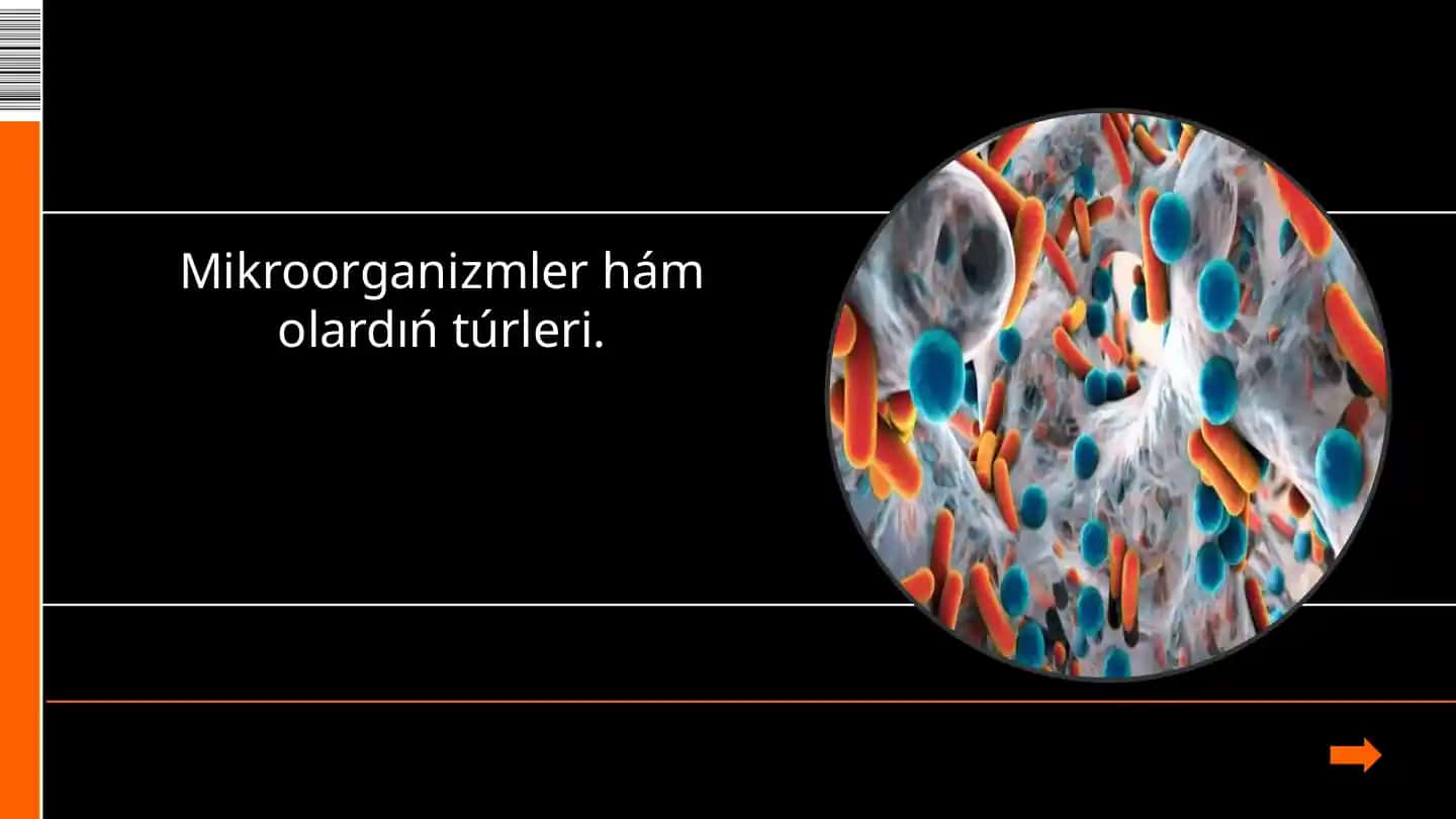 Mikroorganizmler hámolardıńtúrleri