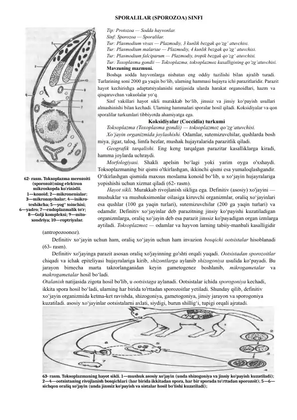 Sporalilar (Sporozoa) sinfi