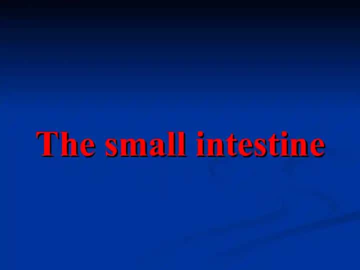 The small intestine