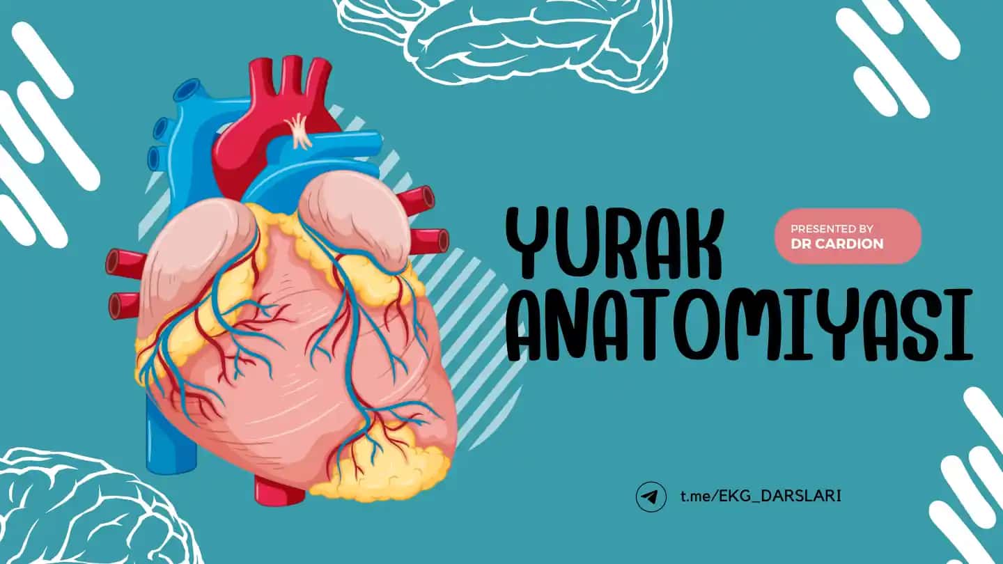 Yurak anatomiyasi